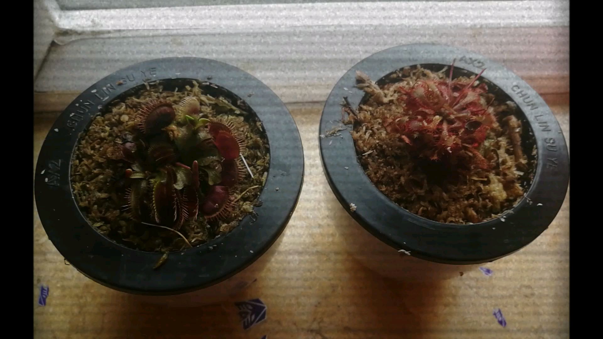 食虫植物开箱